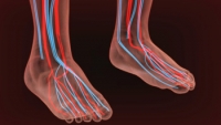 Vitamins May Support Foot Circulation